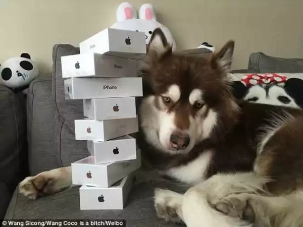Meet Son Of Chinese Billionaire Who Bought Eight Iphone 7s For His Pet Dog (Photos)